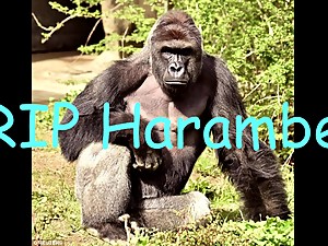RIP Harambe