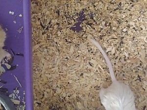 Sweet Gerbil Love